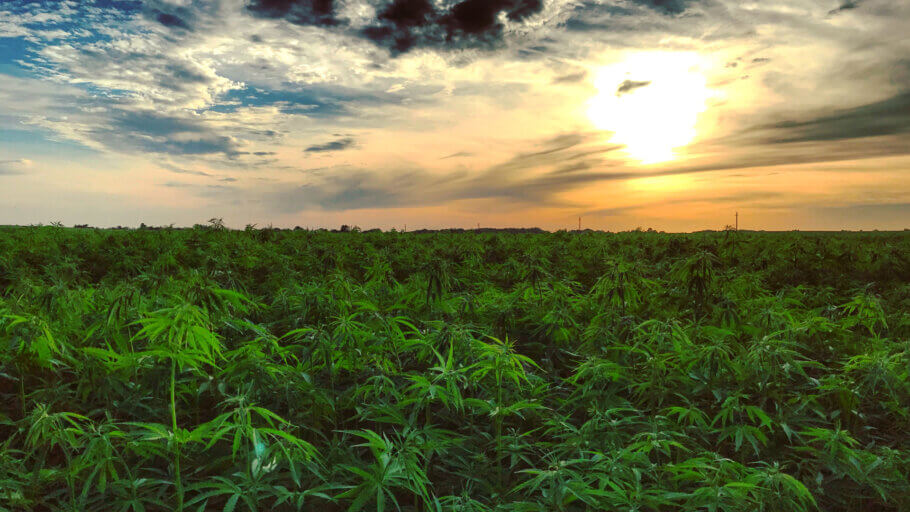 CBD-rich hemp crop in Lithuania