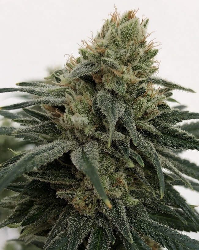 Ejemplar de CBD #1 de Ace Seeds