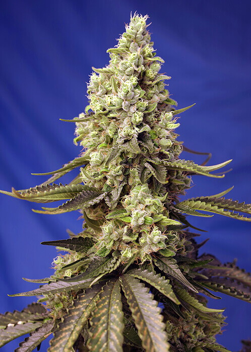 Runtz XL Auto de Sweet Seeds, una de las versiones auto creadas a partir de Runtz