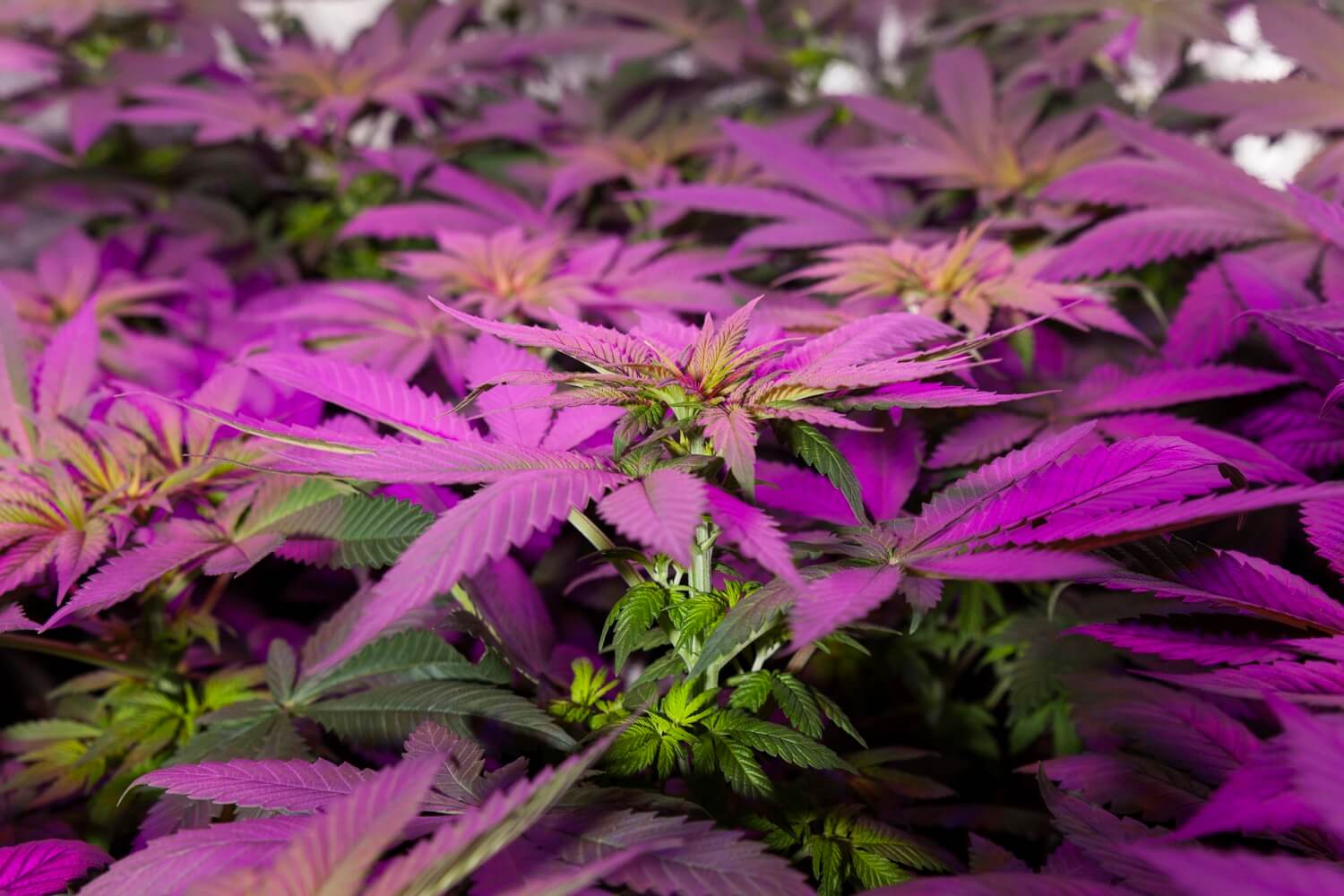 Cultivo interior de cannabis en verano