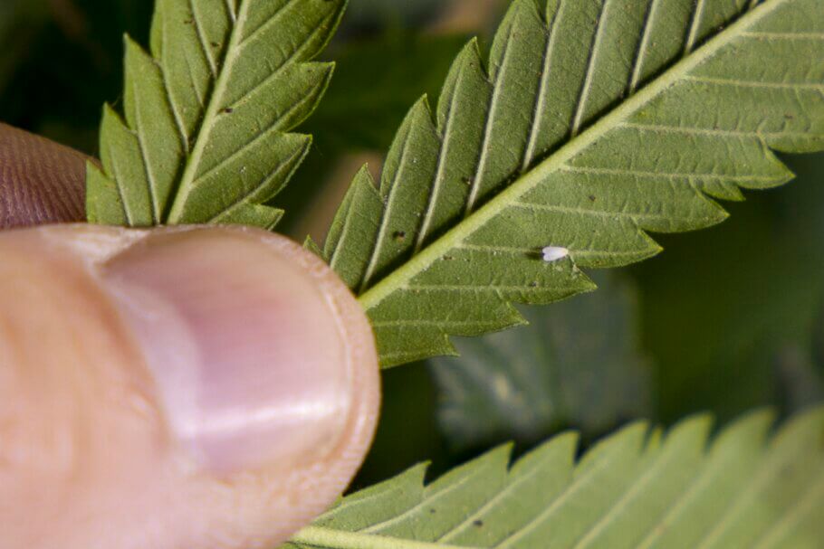 Pests such as spider mites and thrips appear in summer