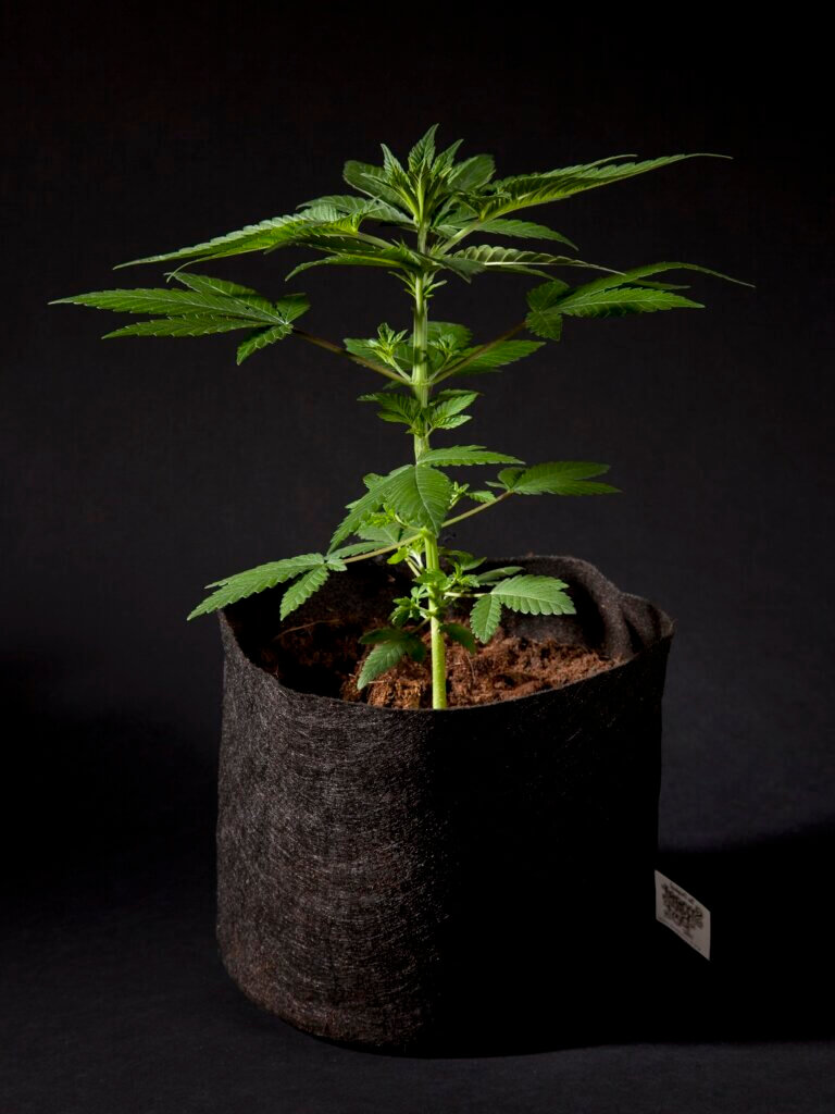 A plant enjoying life in a fabric pot under LED lights