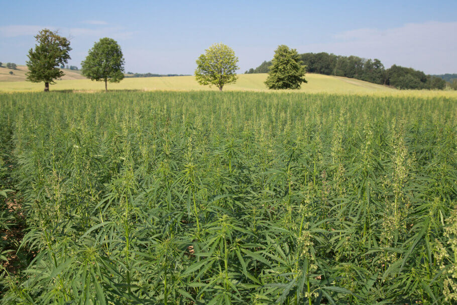 Al cultivar grandes extensiones de cannabis hay que ser especialmente cuidadoso