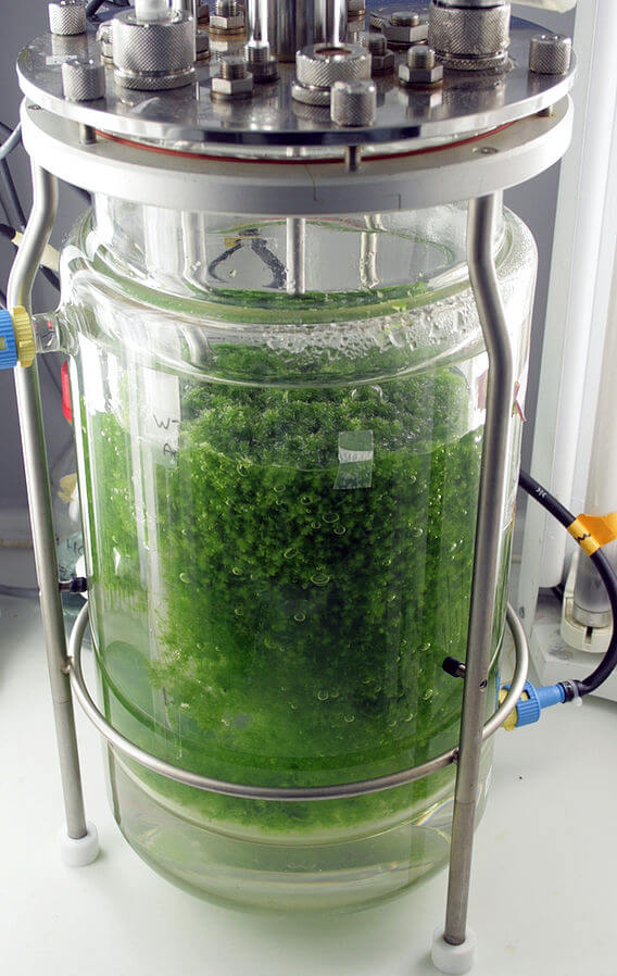 Bioreactor reproduciendo el musgo Sphagnum Palustre