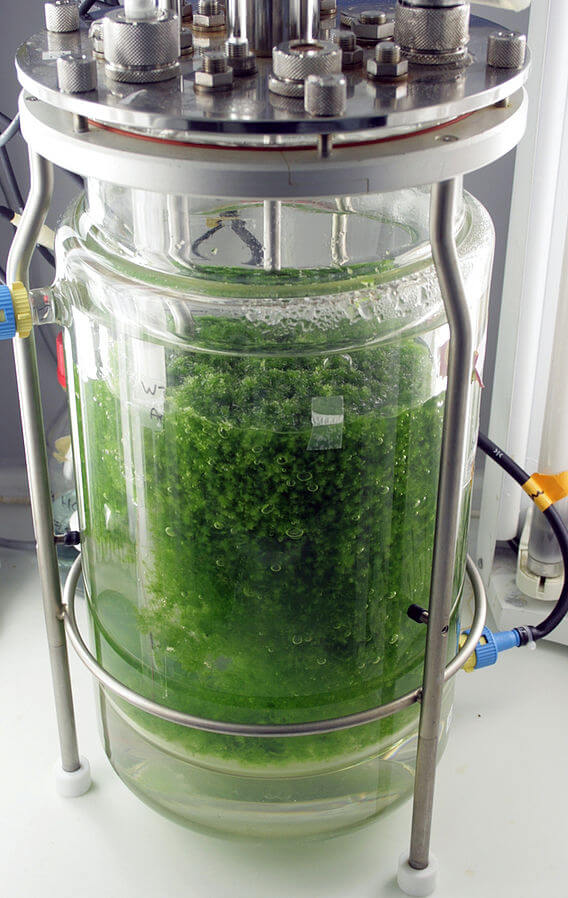 Bioreactor reproducing Sphagnum Palustre moss