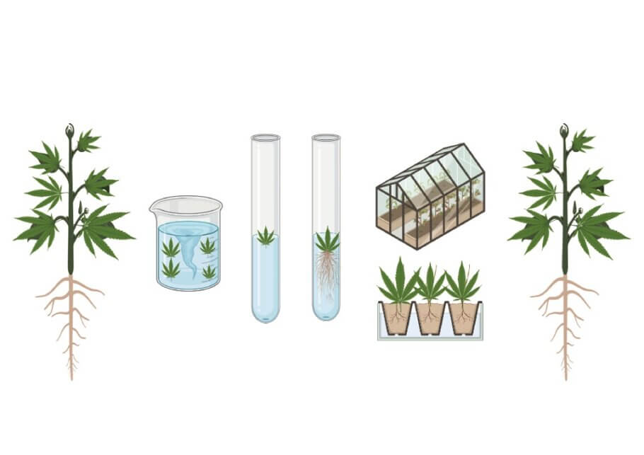 Distintas etapas del proceso de micropropagación de cannabis