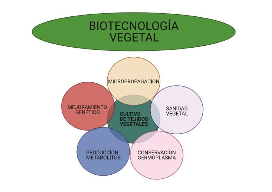 Usos y aplicaciones de la biotecnología vegetal