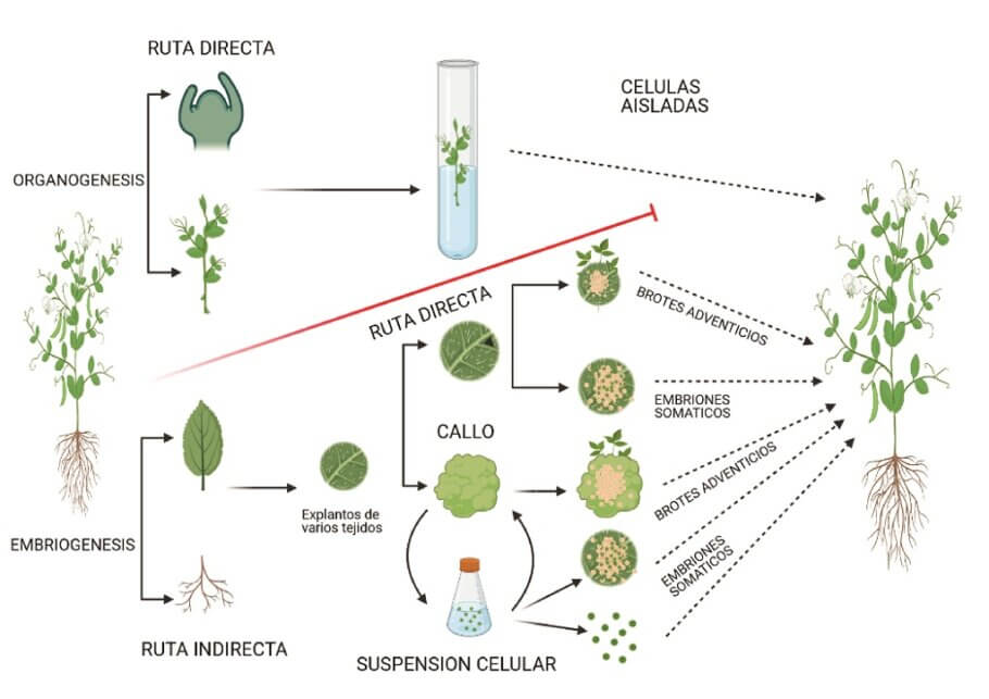 Las dos rutas principales son la organogénesis y la embriogénesis