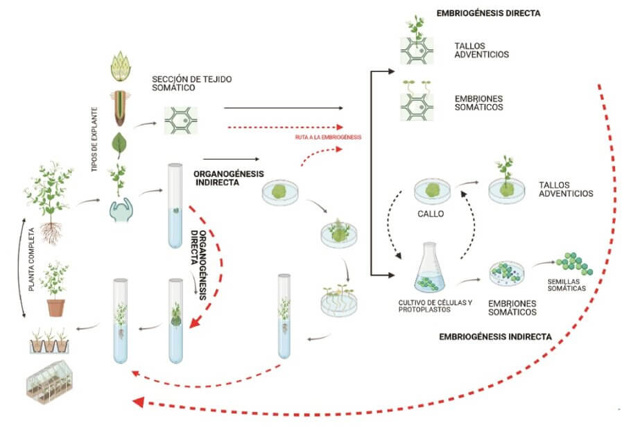 Ejemplos y rutas de organogénesis y embriogénesis directas e indirectas
