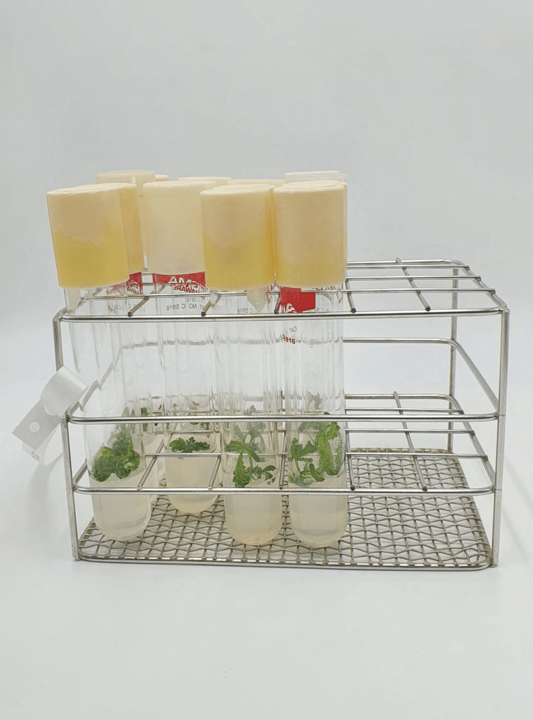 Cannabis explants prepared in their growing medium