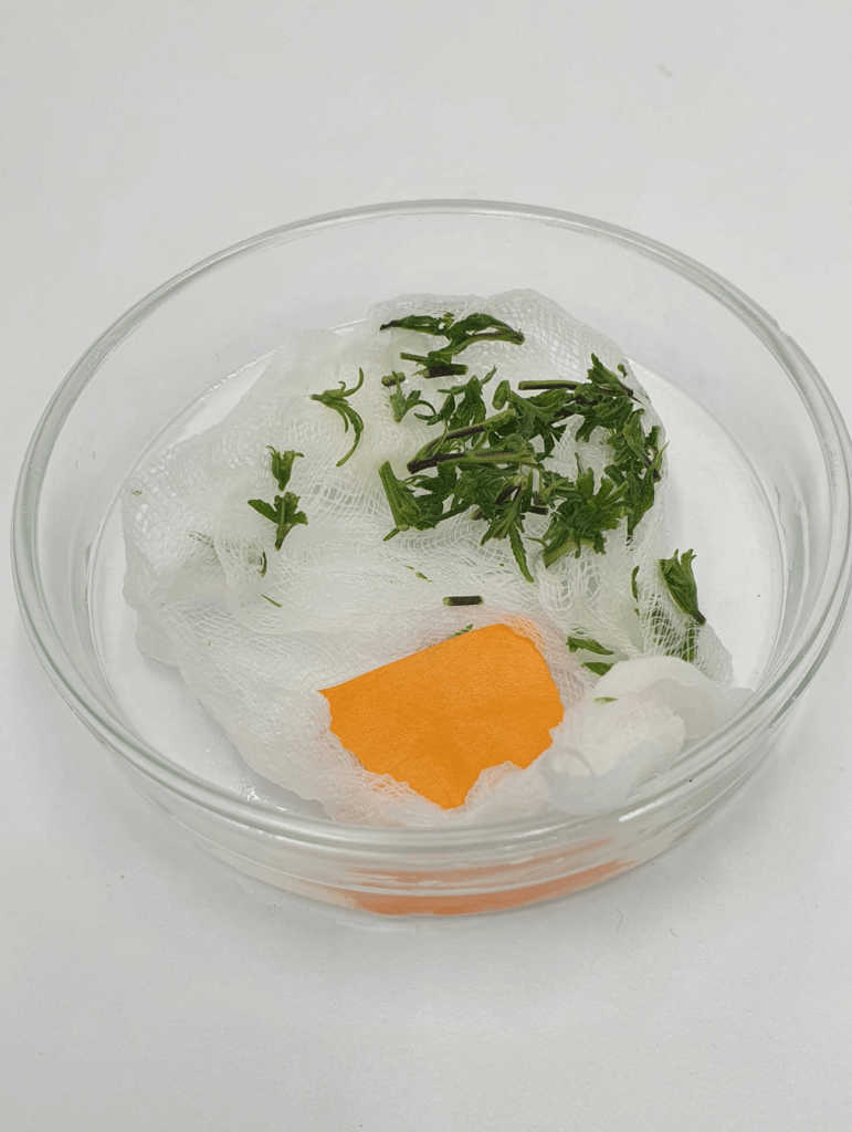 Preparation of cannabis explants