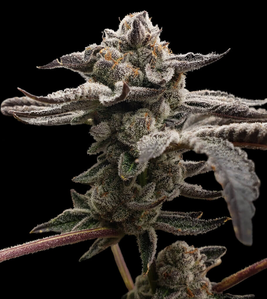 Ejemplar de Tangie Candy de Elev8 Seeds