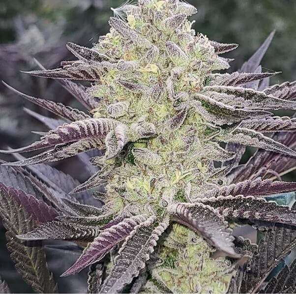 Impresionante ejemplar de Punch Out de Purple City genetics