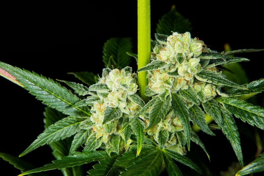 El crecimiento y floración del cannabis dependen de muchos factores