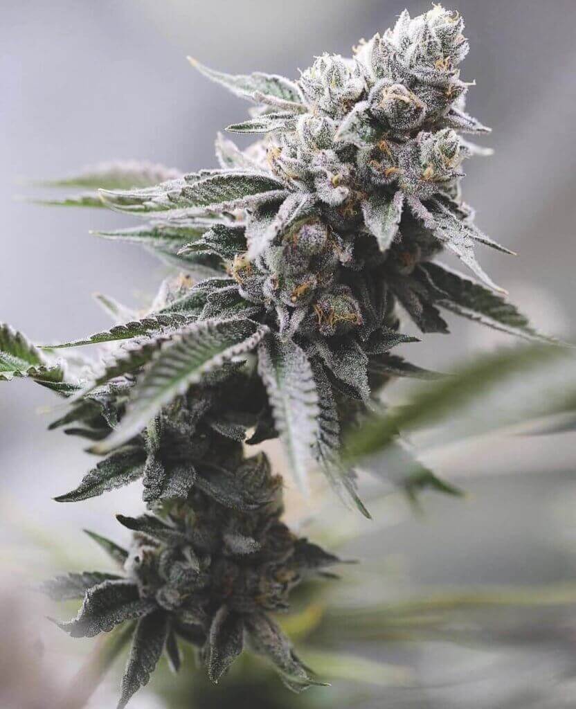 Wedding Fantasy from Cult Classics Seeds