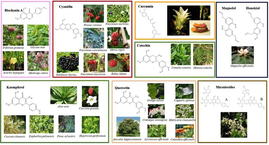 Polifenoles con actividad cannabimimética identificados en algunas plantas.