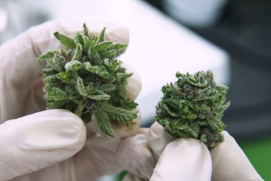 Moderate THC bud and a high THC bud, just the same!