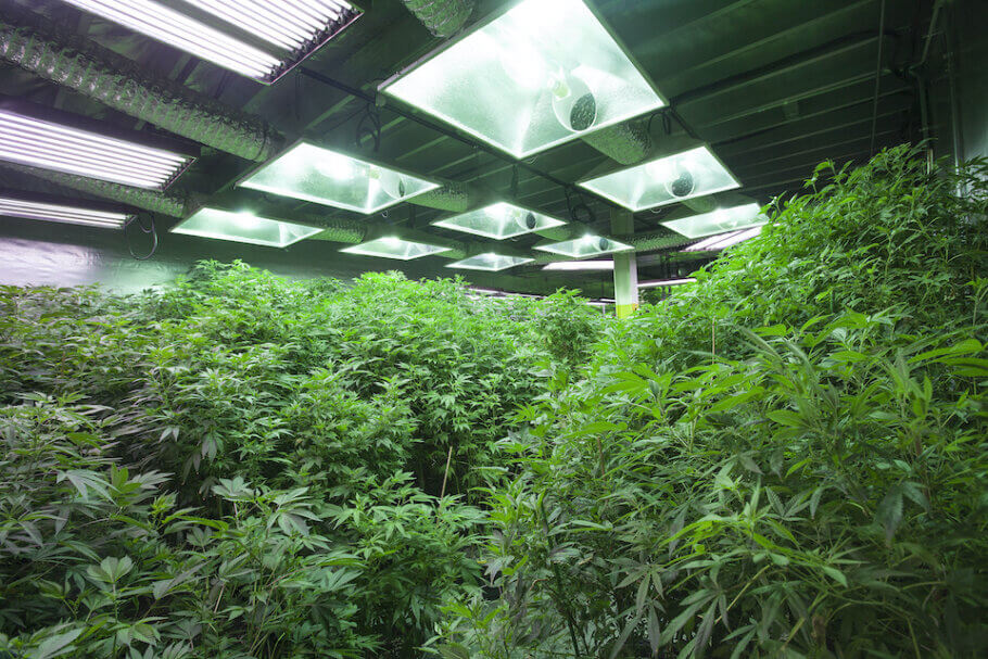 Technology like CO2 enrichment allows for higher THC levels in indoor crops 