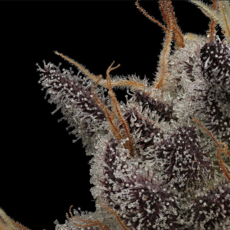 Tricomas glandulares de Cement Shoes S1 de Cult Classic Seeds