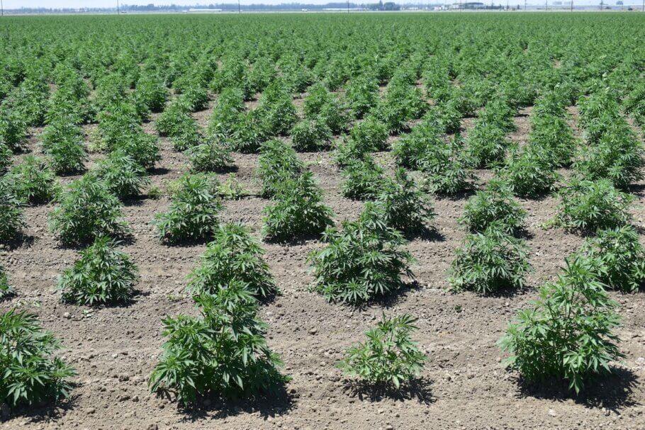 La agricultura de secano es una técnica de cultivo ambientalmente responsable que se ha utilizado durante siglos para conservar el agua y alentar a las plantas a sobrevivir de forma natural.