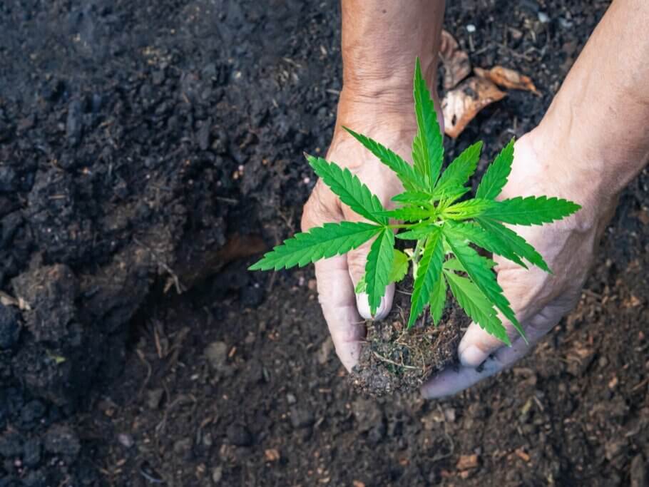 While the idea of not watering a cannabis crop for an entire season may seem counterintuitive, the end results are well worth it.