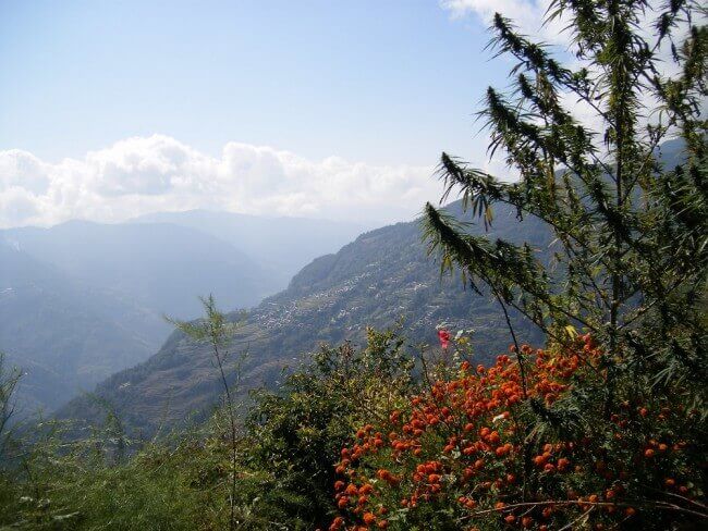 Nepalese sativas are famous for producing charas