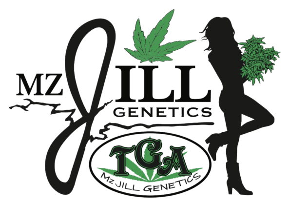 Mz Jill Genetics está disponible en Alchimia Grow Shop