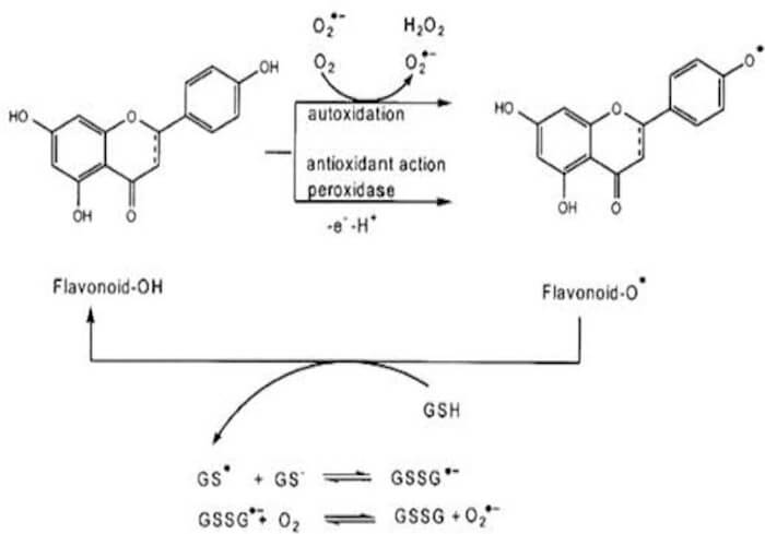 Bioquímica de la transformación de la bananadina en delta-9-tetrahidrocannabinol (THC) for efecto del calor