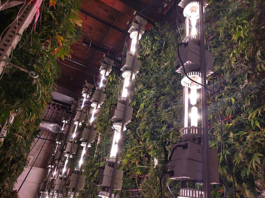 Plantas de cannabis que crecen verticalmente en una instalación de cultivo comercial en Denver, Colorado. Autor: Cannabis Tours (CC by-SA 4.0)