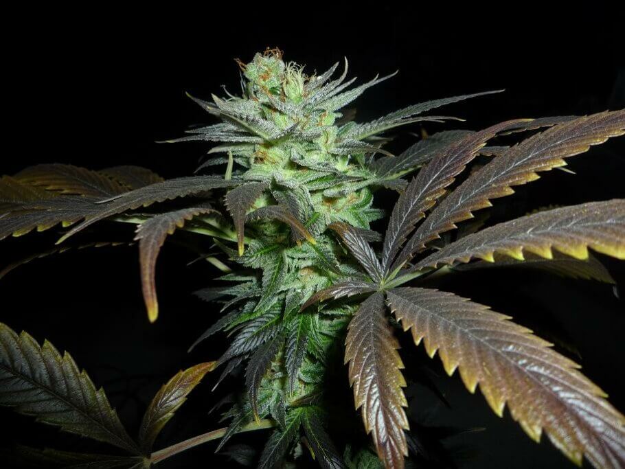 Un magnifique exemplaire de NYCD de Soma Seeds