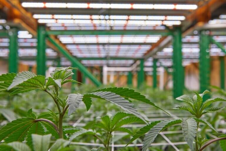 Cultivo vertical de cannabis