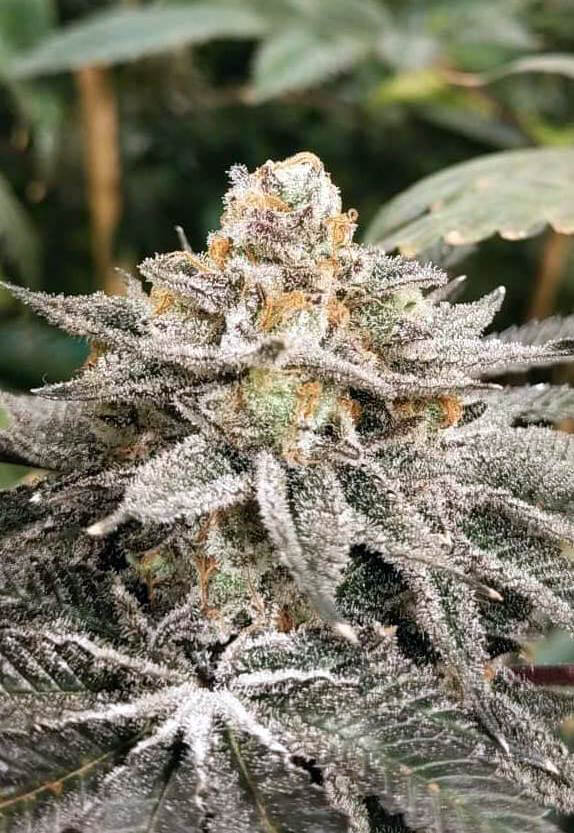 Chemdelice by Mamiko Seeds, great flower yields and spectacular resin production