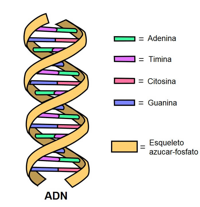 On appelle mutation génétique, mutation moléculaire ou mutation ponctuelle les changements qui altèrent la séquence des nucléotides de l’ADN. Ces mutations dans la séquence de l’ADN peuvent entrainer la substitution d’acides aminés dans les protéines qui en résultent.