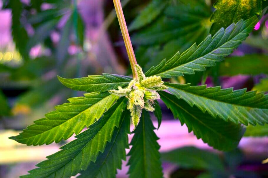 En una planta de cannabis normal, las flores surgen en los nudos, que es el mismo sitio del que se originan los pecíolos. Una mutación llamada yemas foliares hace que también se formen yemas en el extremo opuesto del pecíolo, en la base de las hojas