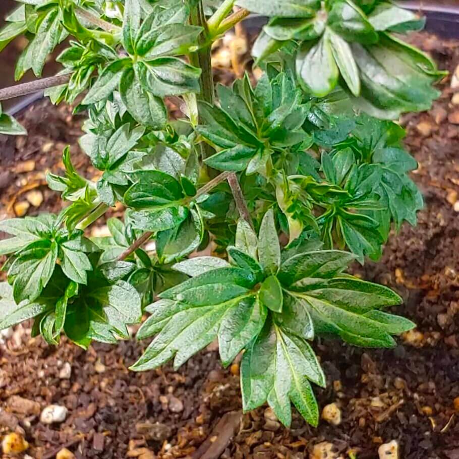 Australian Bastard Cannabis is an interesting example of how mutations often emerge spontaneously, without warning, and sometimes bringing very pleasant surprises.