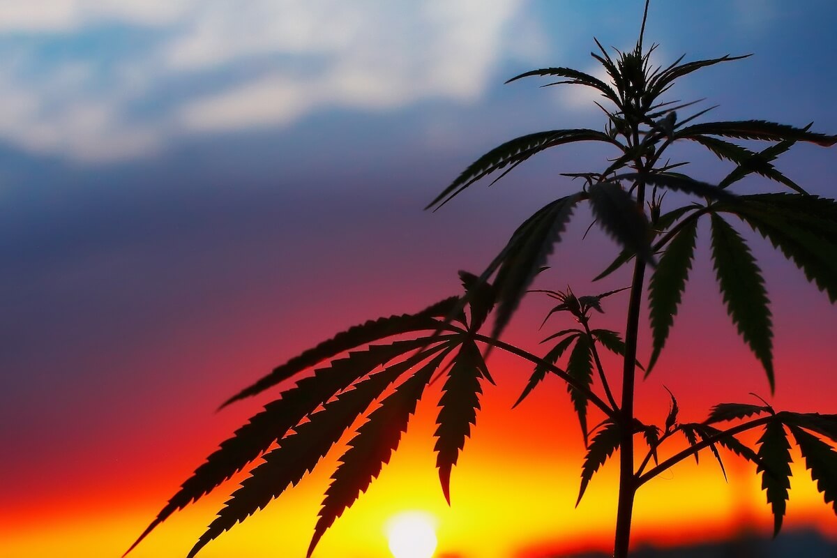 El origen genético del cannabis