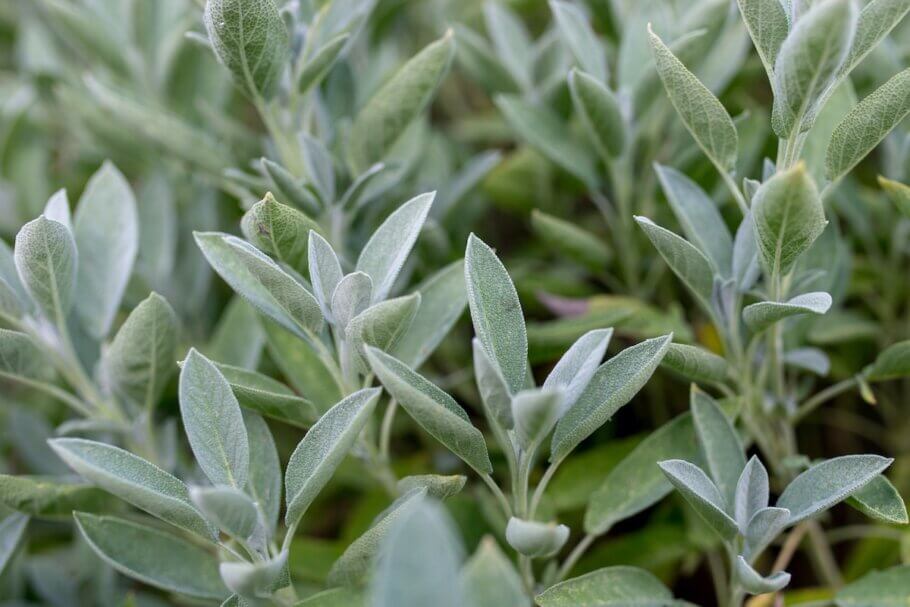 Terpinolene is also found in sage, rosemary, and lilac; and is particularly associated with an ‘intriguingly fresh’ flavour.