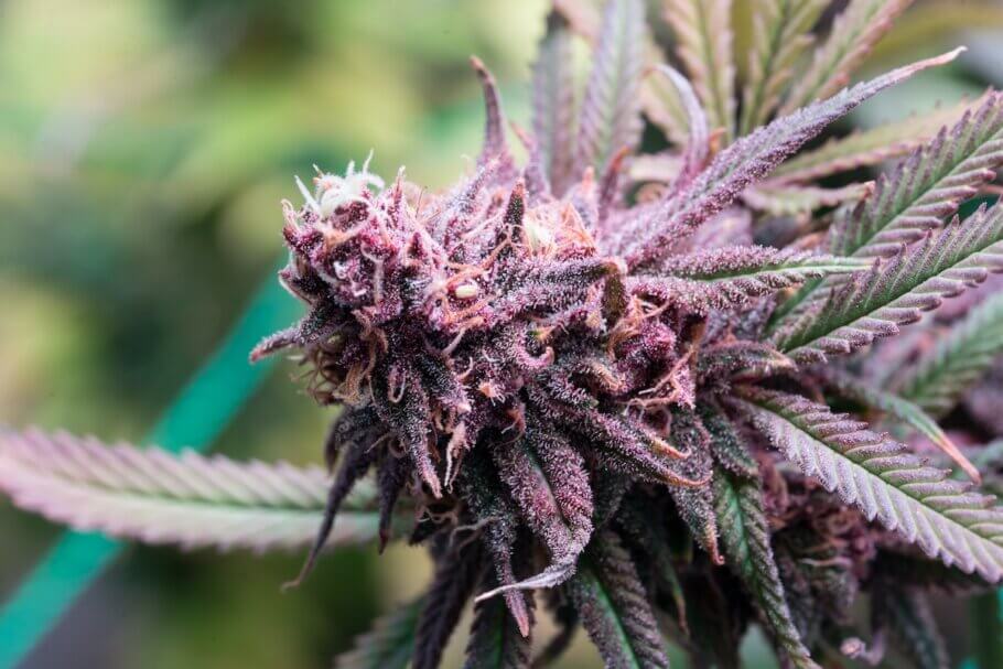 The ‘Purple’ cannabis strains owe their colour to the flavonoids known as anthocyanins, which can produce red, purple, or even blue tones, depending on their pH levels.