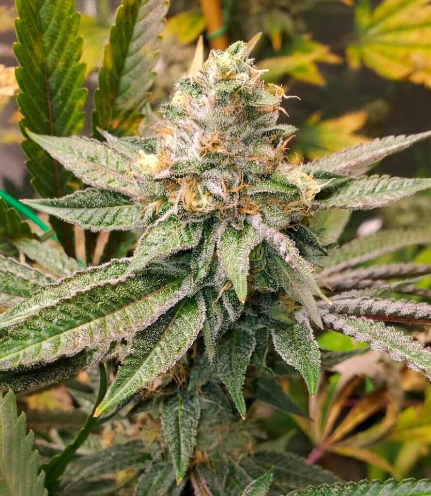 King Cone (Gelato#33 x Gorilla Cookies), una planta de cannabis con un gran potencial terpenico y una elevada potencia psicodélica