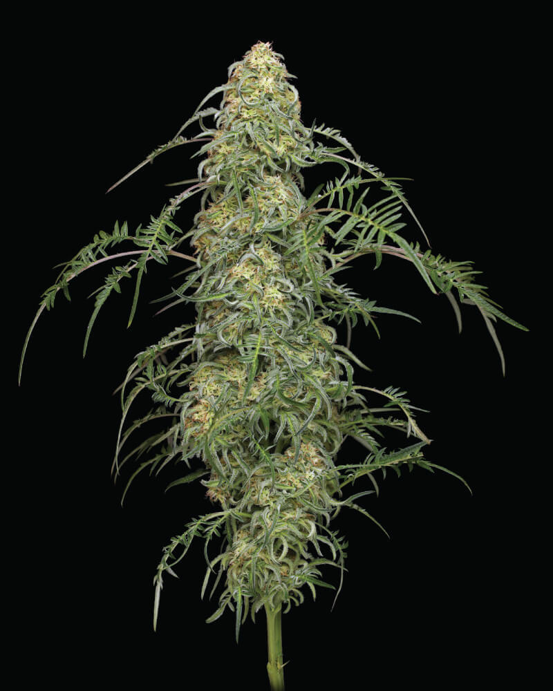 Freakshow de Humboldt Seeds Company és una de les plantes de cànnabis més estranyes del món