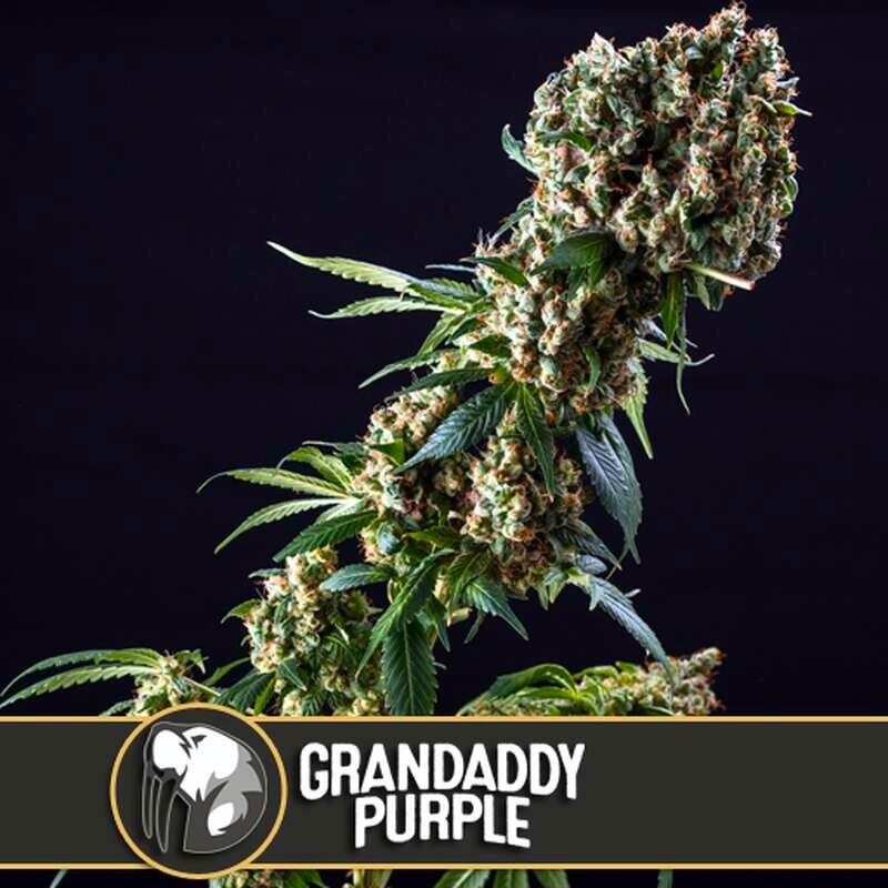 Have you smoked Grandaddy Purple or are you just happy to see me?