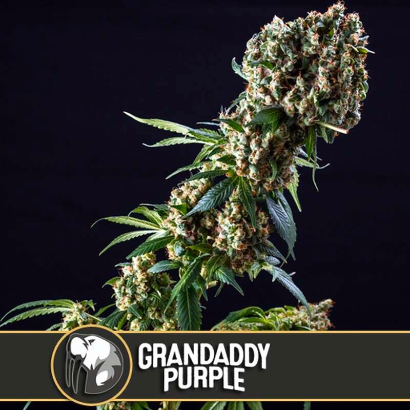 ¿Has fumado Grandaddy Purple o te alegras de verme?