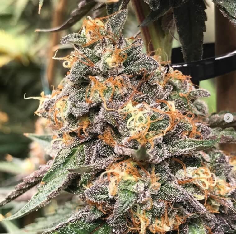 Matriarch Cookies de Mamiko Seeds