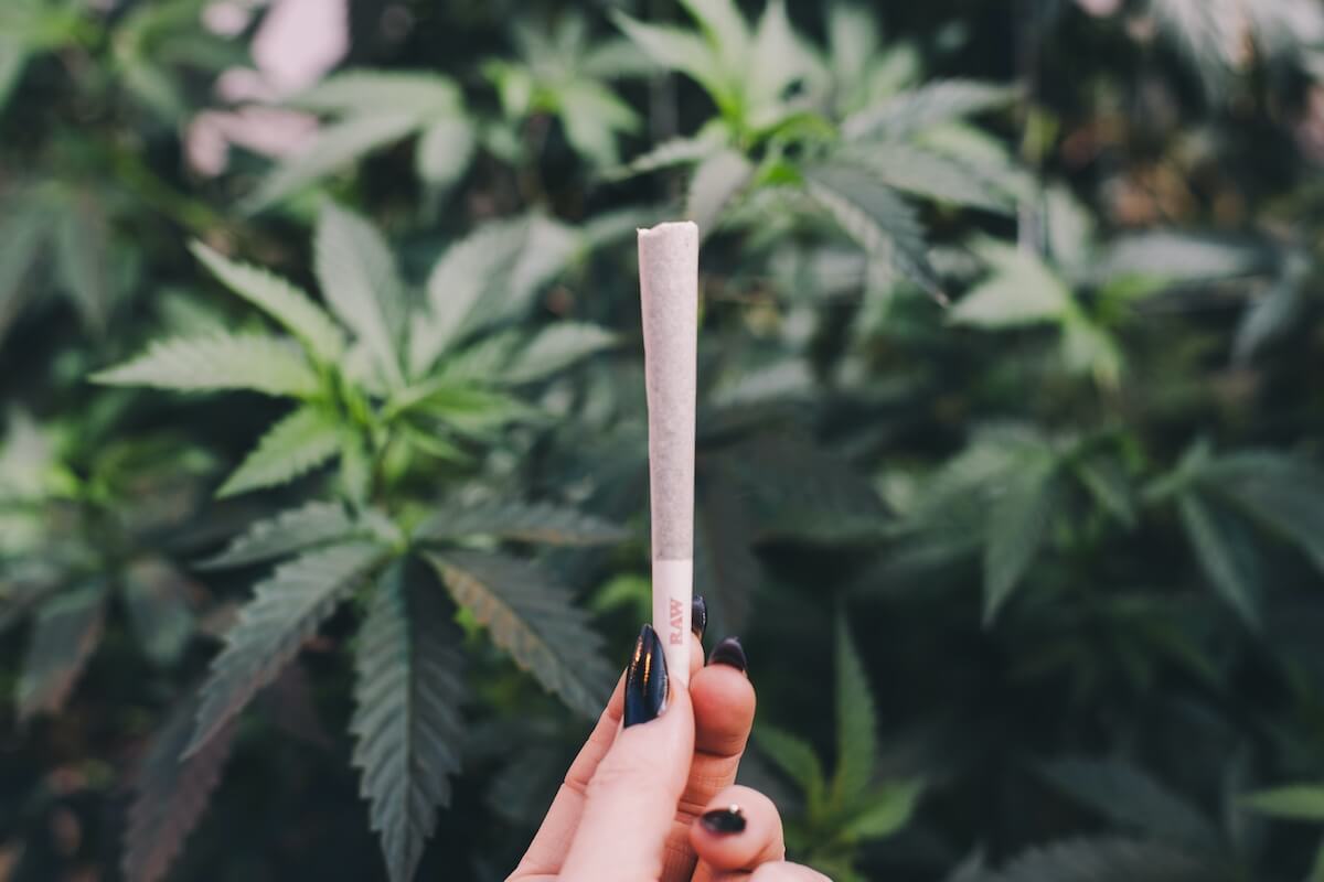 Guía básica para liar un porro de marihuana