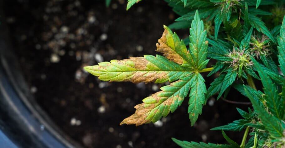 Nutrient deficiencies in an autoflowering cannabis plant