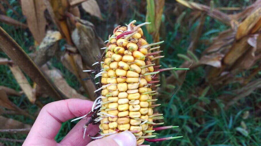 La viviparidad o germinación prematura de las semillas es un fenómeno fisiológico presente en algunas especies cultivadas, como el maíz