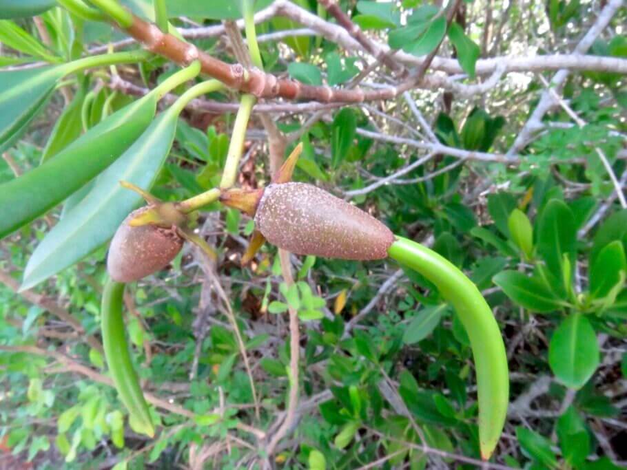 Los mangles rojos (y otros mangles) son vivíparos: la semilla germina cuando el fruto aún se encuentra unido a las ramas, además, la madre seguirá nutriendolo hasta que este alcance incluso los 40cm