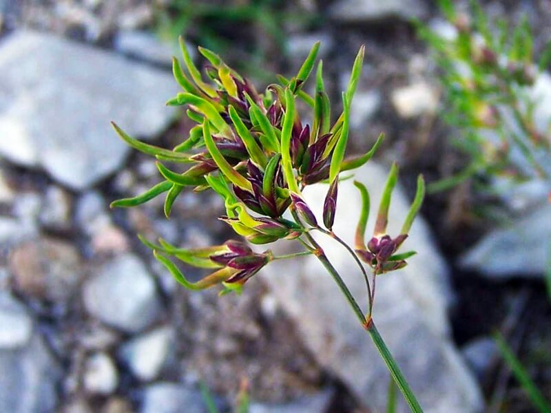 La poa alpina (Pooideae) es solo vivípara cuando crece durante una combinación de días largos y temperaturas frías, de otra manera produce semillas normales