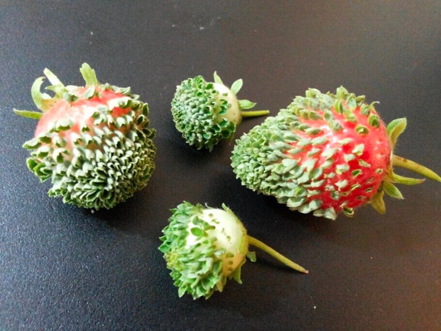 These aren't mutant strawberries, it is just viviparity that gives them this strange appearance