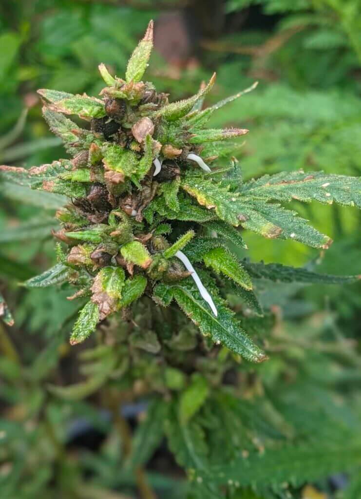 Viviparity in cannabis: the climate is so wet in eastern Australia that the seeds sprout before you can harvest them